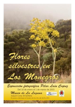 Imagen Flores silvestres en los Monegros de Pilar Laín