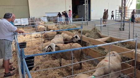 Imagen Otro gran día para Femoga: porcino, demostraciones de campo, subastas,...