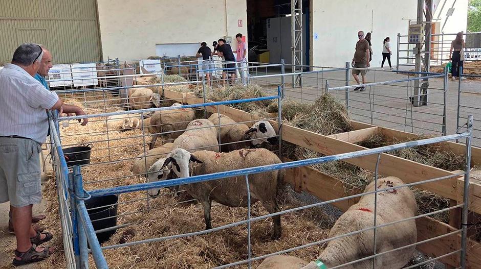 Imagen Otro gran día para Femoga: porcino, demostraciones de campo, subastas, miel y degustaciones